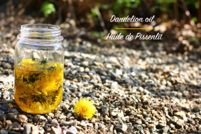 Huile infusée de Pissenlit- Dandelion infused oil