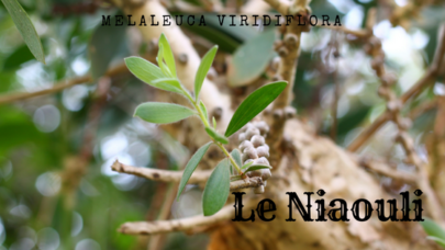 Le Niaouli, l’arbre qui purifie la peau mais pas que…