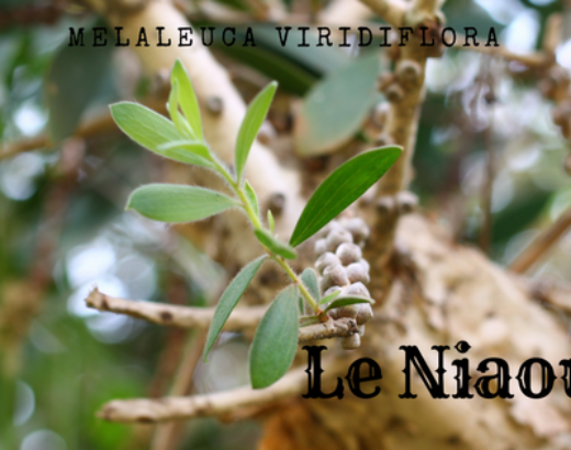 Le Niaouli, l’arbre qui purifie la peau mais pas que…