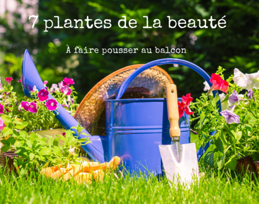 7 Plantes de la beauté à faire pousser au Balcon (ou ailleurs)