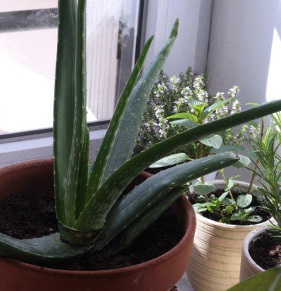 Faire pousser l’Aloe vera au balcon (ou ailleurs!)