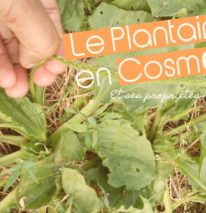 Le Plantain lancéolé et le Grand Plantain: Bienfaits et Usages en cosmétique