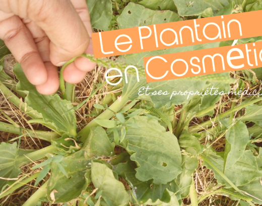 Le Plantain lancéolé et le Grand Plantain: Bienfaits et Usages en cosmétique