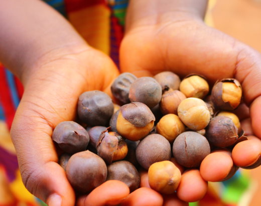 L’African Herbal Beauty Program, ou comment l’Afrique se réapproprie enfin ses trésors