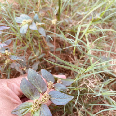 Euphorbia hirta, une grande médicinale sous vos pieds