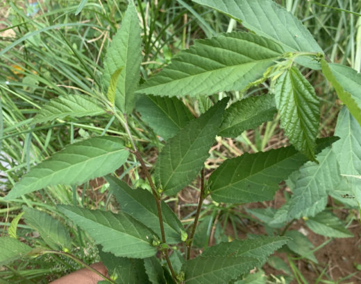 Sida rhombifolia, une adventice plante ancestrale de la beauté